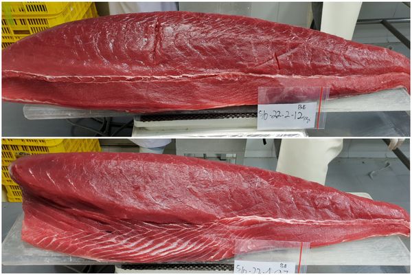 Sashimi Tuna from Indonesia supplied by PT. Sari Cakalang - Sashimi-grade (=Sushi-grade) Tuna