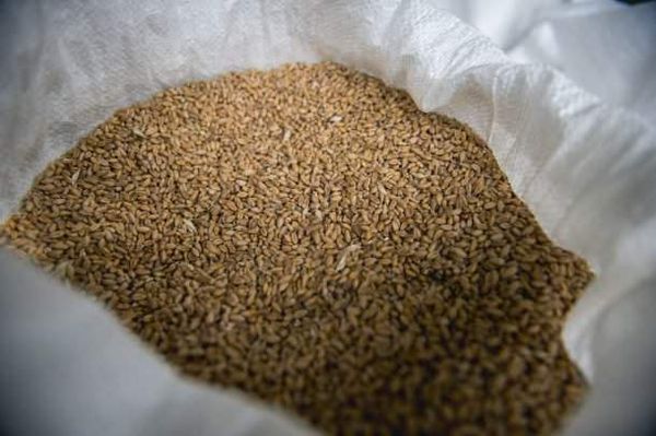 Wheat from Hungary supplied by Bestagro Kft. - Dried Wheat