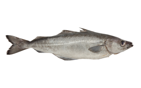 Frozen Saithe Fish from 프랑스 supplied by GREENLAND SEAFOOD EUROPE SAS - Frozen 검정대구