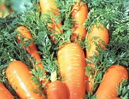 Fresh Carrot from Germany supplied by Hans-Peter Luhn GmbH - Orange Fresh Carrot