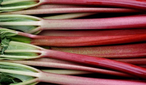 fresh rhubarb from 영국 supplied by Barfoots of Botley Ltd - Long 루바브