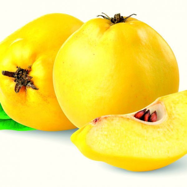 Quince from Turkiye supplied by Pruva Export - Esme Quince
