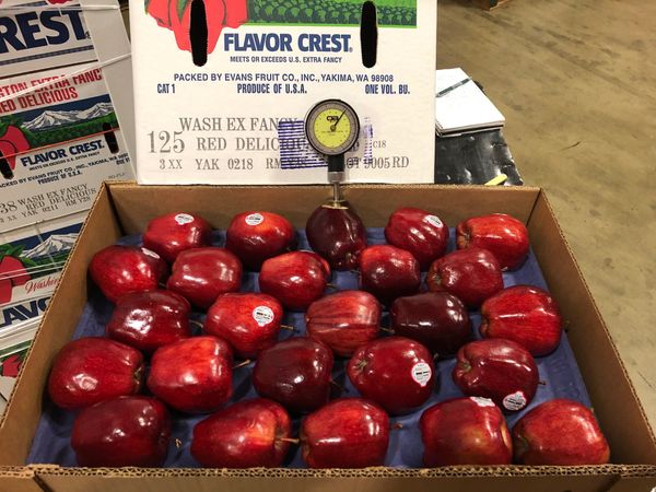 Apple from United States supplied by Echo International Export - Red Fresh Apple