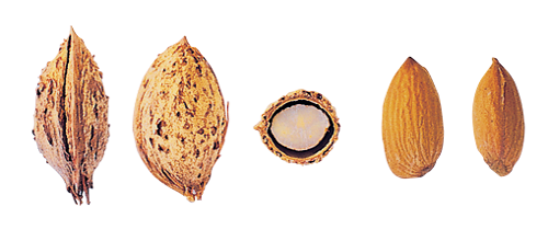 Almond, shelled from United States supplied by South Valley Almond Company, LLC - Brown Almond Kernel