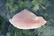 Frozen Catfish from 캐나다 supplied by Hai Yang International - Fillet 냉동 메기 통마리