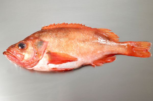 frozen redfish from Iceland supplied by Iceland Seafood do Brasil Ltd. (SI Group) - Fillet Frozen Redfish