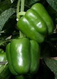 California Green Pepper from 스페인 supplied by Frutas Luna Import Export SL - California 신선 피망