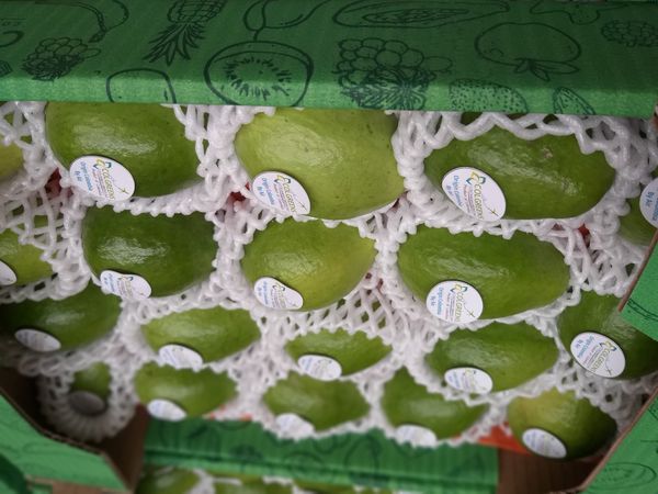 Guava from 콜롬비아 supplied by COLOMBIAN GREENS SAS - Fresh (=Chilled) 신선 구아바
