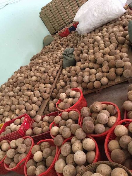 Mature coconut/Dried coconut +84339018083 WS from 베트남 supplied by 99 Gold Data Processing Trading Company Limited - Fully Husked 기타 신선 코코넛