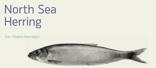 Frozen Herring from 노르웨이 supplied by PELAGIA AS - Atlantic Herring (=Clupea harengus =Sea Herring =Sild =Common Herring =North Sea Herring =Norwegian Spring Spawning herring) 청어