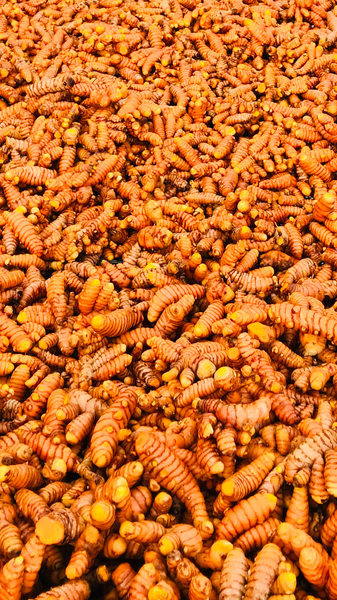 Turmeric from United States supplied by Muni Farms - Fresh (=Raw) Turmeric