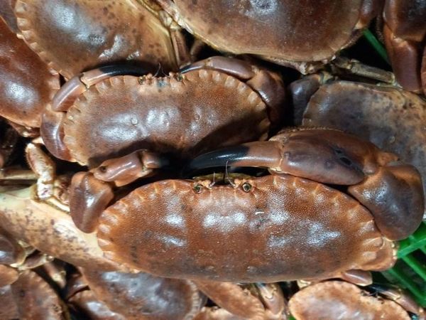 Brown Crab live from France supplied by Viviers de Porsguen - Live Frozen Crab
