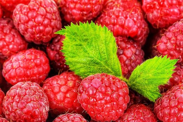 Fresh Raspberry from 스위스 supplied by Philfruits - Red 신선 라즈베리