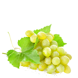 Grapes from 그리스 supplied by SULCE LEDION - Green (=Unripe=Sour) 신선 포도
