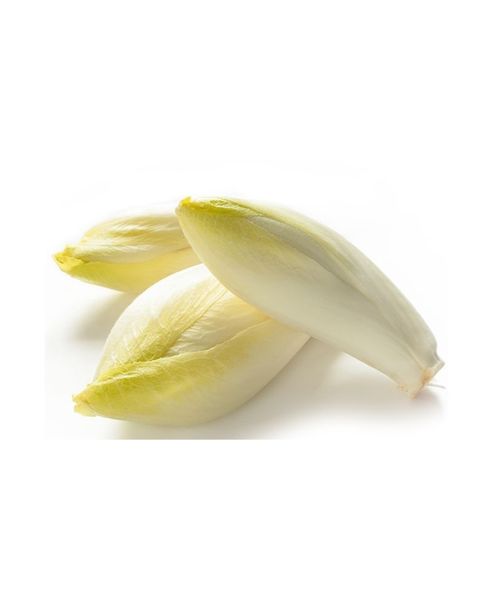 Chicory from Switzerland supplied by Biofruits SA - Whole Chicory