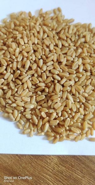Wheat from 인도 supplied by vekariya brothers - 단백질: 12% 소맥