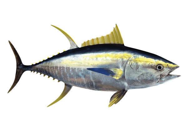 Yellowfin Tuna from United States supplied by Certi-fresh Foods, Inc. - Fresh (=Chilled=Raw) Frozen Yellowfin Tuna
