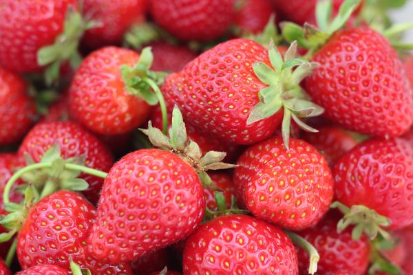 Fresh Strawberries from India supplied by varsha exports - Whole Fresh Strawberry