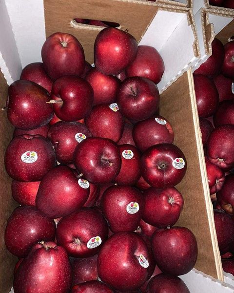 Fresh Whole Apple from 그리스 supplied by FRU.EAT MOUDIRIS ATHANASIOS & SIA E.E - Scarlet Varieties 신선 사과