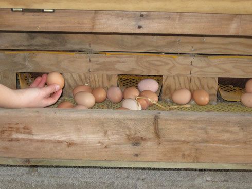 fresh chicken egg from 프랑스 supplied by LA FERME DU PIN - In Shell 달걀