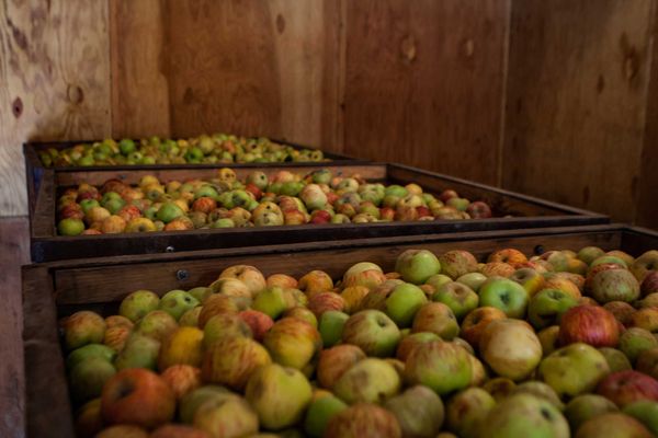 Fresh Apple from United States supplied by Apple A Day - Mixed Fresh Apple