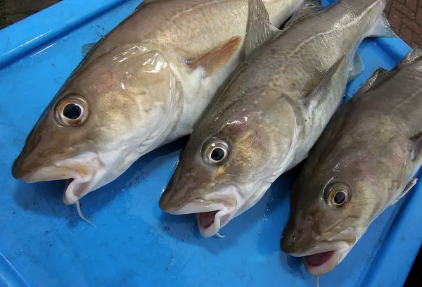 Fresh Cod from United Kingdom supplied by Braehead (SFO Enterprises) Ltd - Skin On Fresh Cod