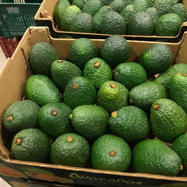 Avocado from Peru supplied by Agricola Nuestra Tierra S.A. - Zutano Fresh Avocado