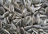 Sunflower Seeds from 인도 supplied by Vinod Kumar Jain Agro Exim Pvt Ltd - Black with White Stripes 해바라기 씨