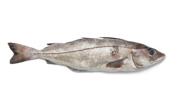 Fresh Whole Gutted Haddock from United Kingdom supplied by L Williamson Fish Sales Ltd - Gutted (=Drawn) Frozen Haddock
