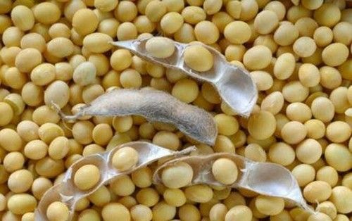 Soya Bean from 에티오피아 supplied by Sunlight Moon Trading PLC - 껍질 없음(=알맹이) 대두