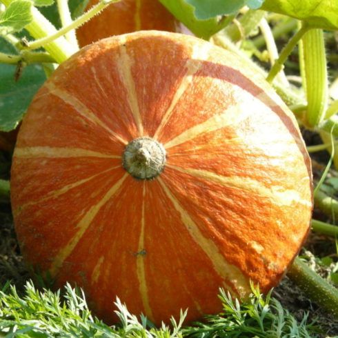 Fresh Organic Pumpkin from 독일 supplied by Hof Wendelin GbR - Whole 신선 호박