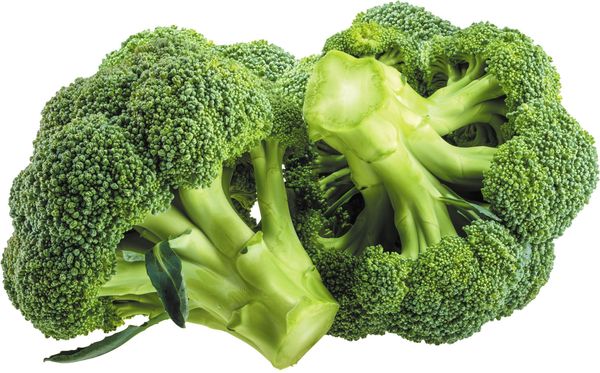Fresh Broccoli from Germany supplied by Fresh & Free - Whole Fresh Headed Broccoli