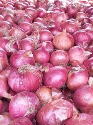 Onions from Pakistan supplied by Freshstart Trading - Red Fresh Onion