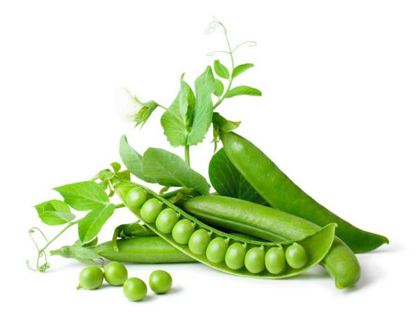 Green Peas from Czechia supplied by ELITA semenářská, a.s. - Small Fresh Common Pea