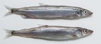 Frozen Capelin from Norway supplied by Nils Sperre AS - Frozen Frozen Capelin