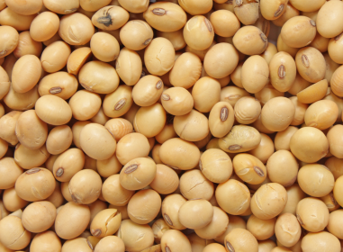 Soybeans from Poland supplied by Grandex - Fresh (=Chilled) Soybean
