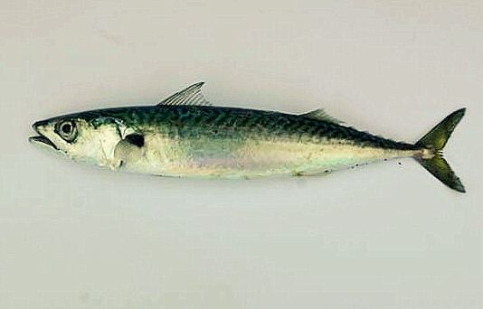 Mackerel from Japan supplied by Tsuda Sengyo - Whole (=In The Round) Fresh Mackerel