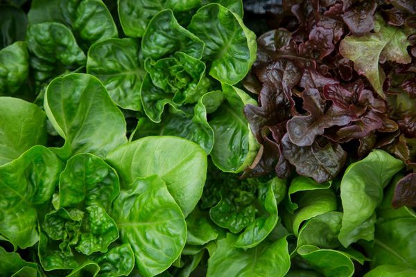 Lettuce from 멕시코 supplied by Verde transperente - Greenhouse Hydroponic 신선 상추