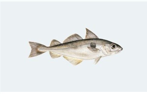Frozen Haddock from 프랑스 supplied by Faroe France S.A.R.L. - Portion 냉동 해덕