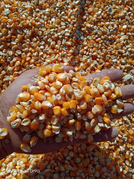 Maize (Corn) from 인도네시아 supplied by PT. MEJEZ CENTENIAL CEMERLANG - Yellow Corn 옥수수