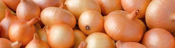 Fresh Onion from Netherlands supplied by Mooij Vegetables - Whole Fresh Onion