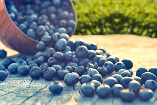 fresh blueberry from Germany supplied by Bivano Gmbh - Whole Fresh Blueberry