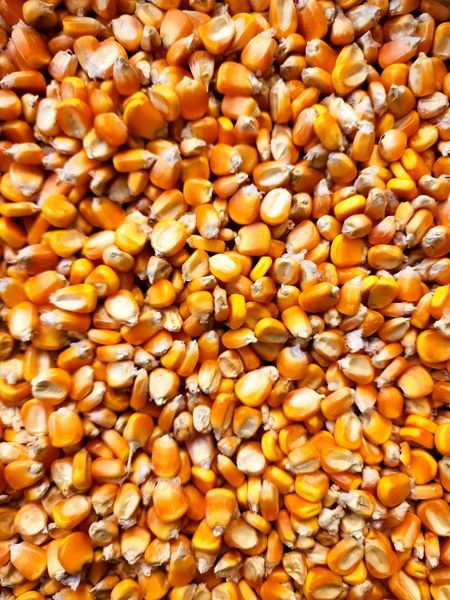Corn from 인도네시아 supplied by ARGIA SAGARA GROUP - Whole 옥수수 씨