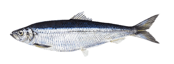 Herring from 아일랜드 supplied by Norfish Ltd - Flaps (=Double Fillets) 청어