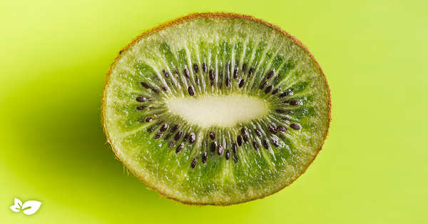 Kiwi from Italy supplied by D'ambruoso Vito Srl - Green Kiwi (=Zespri Green) Fresh Kiwifruit
