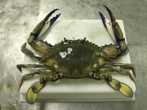 Crab from 미국 supplied by Ocean Floor Inc. - 블루 크랩 냉동 게