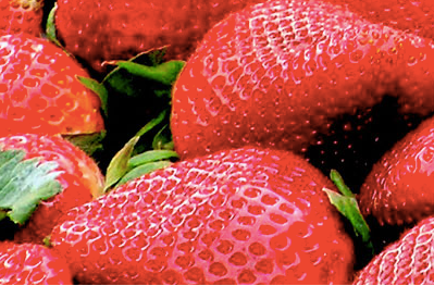 Fresh Strawberry from 스페인 supplied by Fresas Costaluz (Luz Palos SL) - Whole 신선 딸기