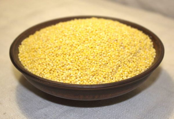 Millet from Ukraine supplied by LLC “Krupinka SVS” - Fresh Millet