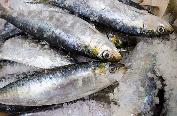 Sardine from South Africa supplied by Balobi Group - Whole (=In The Round) Frozen Sardine