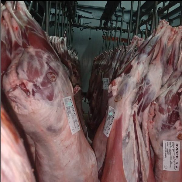 lamb Meat from 포르투갈 supplied by Oviger – Produção, Transformação e Comércio de Carnes e Derivados S.A. - Without Head (= Headless) 양고기